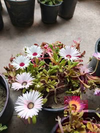 نبات ديلز • ألوان متعددة • عامرية الفلوجة