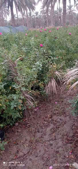 تشكيله مرتبه 😉
واسعار رمزيه 🫰

بمشتل بابل بفضل الله تشكيله مميزه من الاشجار الخارجيه المقاومه لاجوائنا  والضروف الصعبه متوفره في مشتلنا بكميات كبيره 
                              #للجمله_فقط 
#وبأسعار_مناسبه_لاصحاب_المشاتل_والدوائر_البلديه_ #والمشاريع_وحملات_التشجير
#العنوان / بابل طريق حله نجف رارنجيه المجريه 
للاستفسار //             👇
#ابو_دانيال.    ***********
