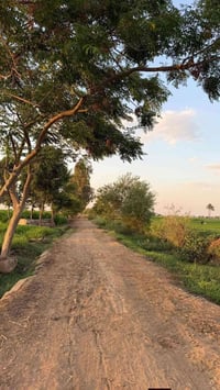 بغداد /اليوسفيه للبيع خمس دوانم طابو زراعي سند 25 خدمات كامله مي وكهرب...