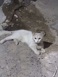 بزون ضايع • بغداد الجديدة • ١٥ يوم