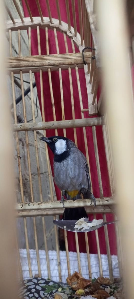 سلام عليكم
عندي بلبل للبيع 
للستفسار ع الرقم ***********
متواجد ع الفيس
