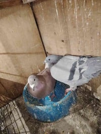 طيور • فحل • بغداد حي النصر