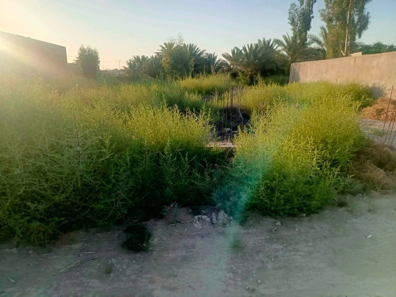السلام عليكم قطعه ارض طابو زراعي 

نزله البحارنه المساحه ٢٥٠ م 

بيهه معامله تطويب كامله خدمات كامله 

للاستفسار إلا الاتصال ع هذا الرقم 

***********
