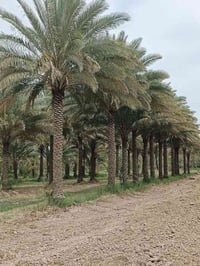 ٦ دونم • كربلاء طوريج • نخيل حمال