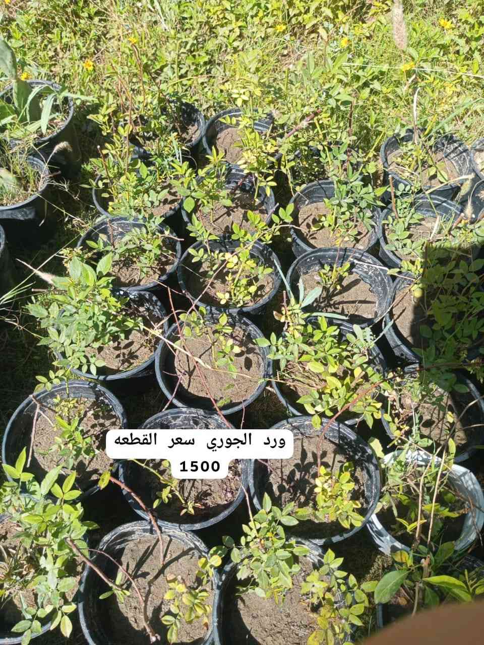 #مشتل_ورد_الصباح 
العنوان/ كربلاء المقدسة قرب الامام عون (ع) 
للاستفسار الاتصال او واتساب 
#واتساب ***********
يتوفر توصيل داخل كربلاء  🚕🚕
