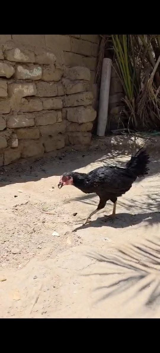 يالله متاح دجاجه عربيه بياضه 
المكان الشافي


**إذا كنت صاحب هذا الإعلان وتريد حذفه لأي سبب، رجاءا أرسل رسالة إلى الدعم الفني**