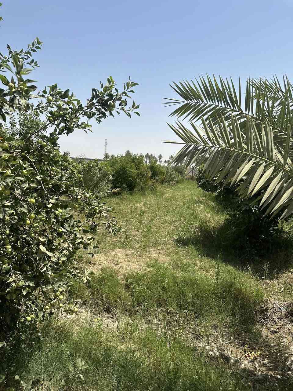 👋السلام عليكم 
مكتب البراق الحديث📍 
عرض جديد🆕 
مزرعه للبيع 👨‍🌾👨‍🌾 
المساحه 5دونم✏️ 
الموقع جدول بابل🏘️🏘️ 
السند زراعي صرف ✏️
الاستفسار 
***********
