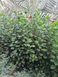 ورد جمال • ارتفاع ٢م • كربلاء الحسينيه