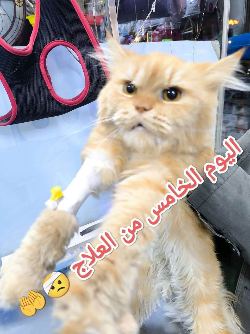 #قبل أيام كان في ضيافتنا قط جميل ولعوب #لأحد اخواتنا 🌺 
#يعاني من  
#خمول عام 😞 
#ارتفاع بدرجة حرارة الجسم 🌡️ 
#صعوبة التنفس 😣
#فقدان الشهية 🤢 
#عدم القدره على الحركة 🥺
#بعد الفحص والتشخيص 🧑‍⚕️ 🩺 
#لوحظ اصابة القط....#بالتهاب رئوي حاد... مع ملاحظة وجود #سوائل في الرئه ...#نيمونيا...نتيجة لتعرضه لتيارات هواء بارده جدا ....مما أدى إلى #فقدان شبه تام للوعي ...نتيجة انخفاض مستوى الأوكسجين في الدم....
تم وعلى الفور إعطاء المحاليل الوردية اللازمة....مع كورس كامل من العلاج 💉  💊 والمتابعة المستمرة مع المربي ... وبعد مرور عدة أيام والحمد لله تم اكتساب الشفاء التام 😍 🧑‍⚕️ 💯 
العيادة البيطرية City cat clinic 
#حله -جمعيه الشارع الخدمي قرب قنطره اليهوديه مقابل البشير للتمور العالمية من جهة الشارع الخدمي 
#للحجز والاستفسار يرجى مراسله الصفحه او الاتصال على الرقم ***********
#تتوفر خدمه توصيل لجميع المحافظات 🛵 
@
