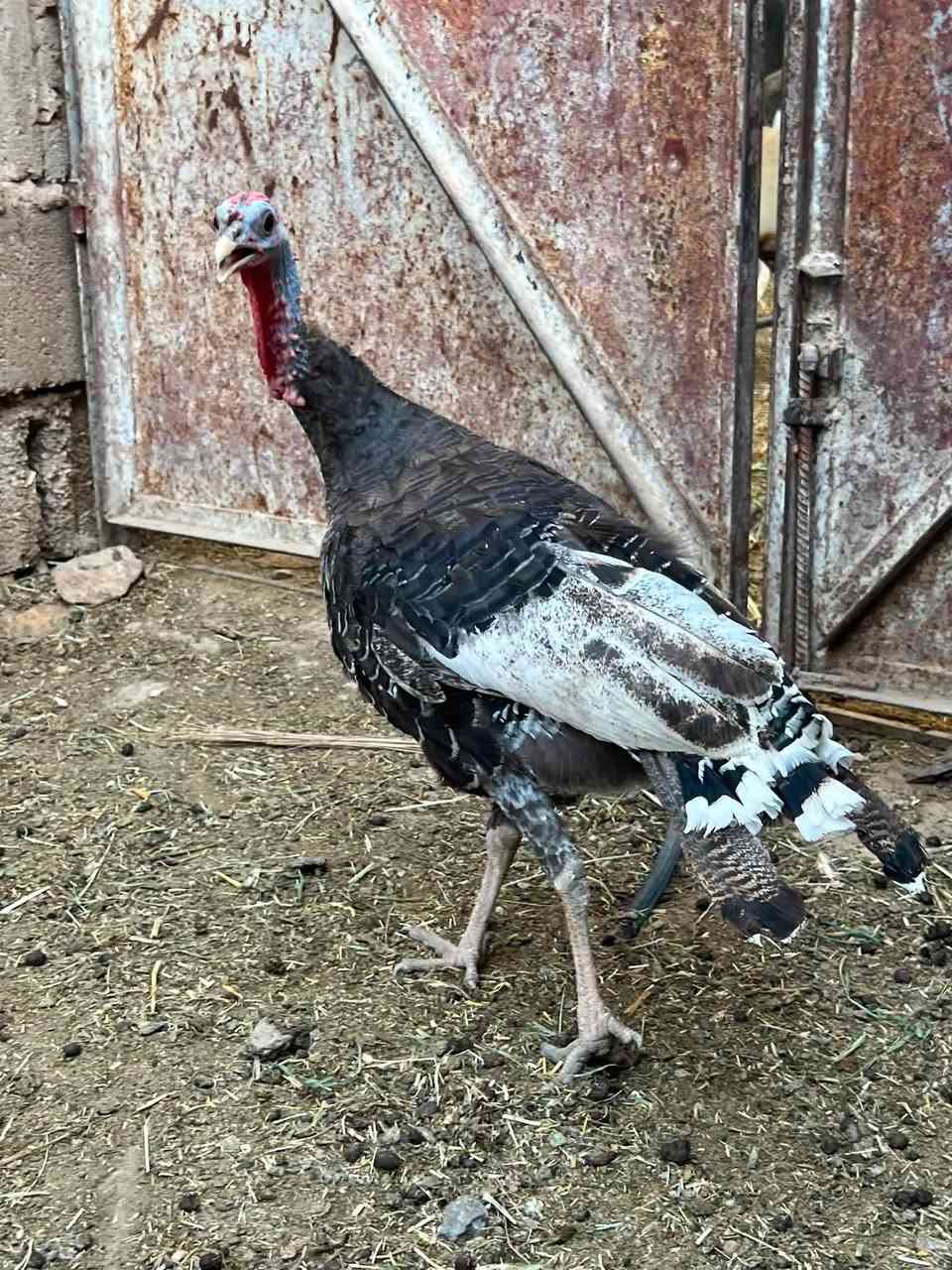 متاح نثيه فسيفس خشنه حلوه وراها 9 وصاويص فسيفس و5 عرب ونثيه فسيفس خشنه سمينه ترهم ذبح وترهم جنيه مكاني حديثه حي الثمانيه شراي يراسلني خاص


**إذا كنت صاحب هذا الإعلان وتريد حذفه لأي سبب، رجاءا أرسل رسالة إلى الدعم الفني**