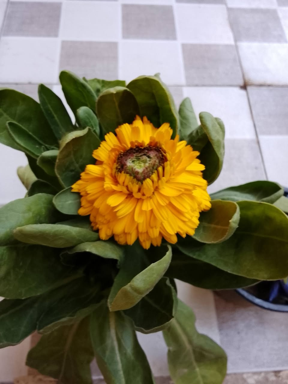 ورد طبيعي علـّۓ. الفين  السندانه


**إذا كنت صاحب هذا الإعلان وتريد حذفه لأي سبب، رجاءا أرسل رسالة إلى الدعم الفني**