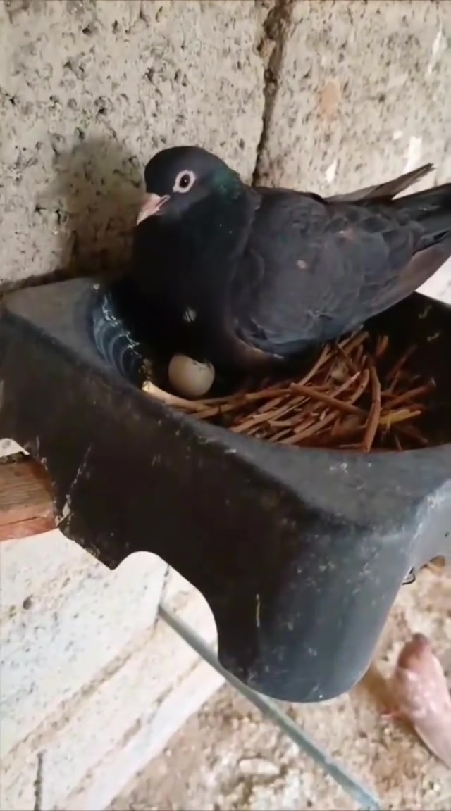 متاح 3 زواج صنعاويات مستورد بحرين نعومه وقرايه🎺🎷
***********
