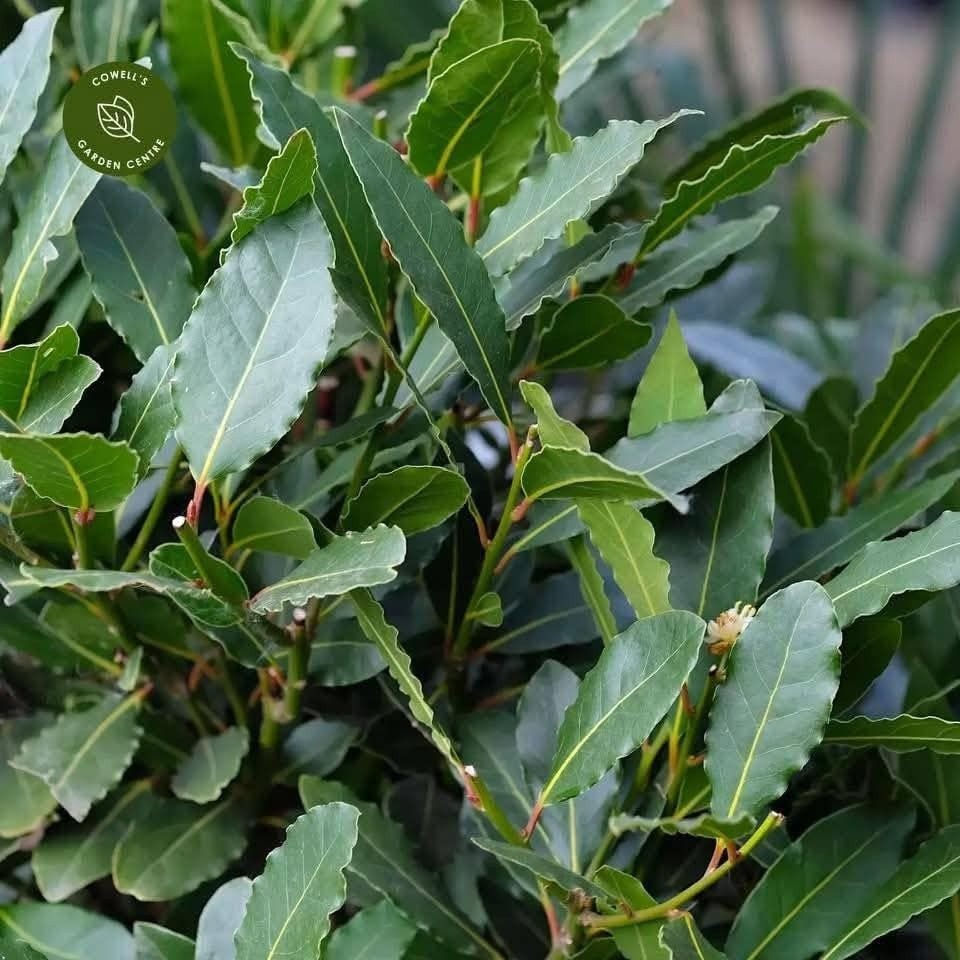 🌿مشتل سلفينيا🌿
توفرت شتلات شجرة ورق الغار 🌿

📏 الارتفاع: من 60 إلى 70 سم
💰 السعر: 10 ألف 
🚚 التوصيل: متوفر لجميع محافظات العراق

🌿المواصفات:
شجرة دائمة الخضرة، أوراقها عطرية قوية تُستخدم بالطبخ والعلاج، شكلها جميل وتصلح للحدائق والبيوت 🌿

🌞التحمل:
تتحمل الشمس والظل الجزئي، قوية وتنجح بمناخ العراق وتنمو بمختلف أنواع التربة 🌱

🌿الفوائد:
• تستخدم كتوابل طبيعية للمأكولات 🍲
• تحتوي مضادات أكسدة مفيدة للصحة 💚
• تساعد على تقليل الالتهابات
• طاردة للحشرات وتحمي النباتات المجاورة 🪴

🌷مشتل نباتات نادرة يوفر أجمل وأقوى الشتلات وجودة عالية🌷


**إذا كنت صاحب هذا الإعلان وتريد حذفه لأي سبب، رجاءا أرسل رسالة إلى الدعم الفني**