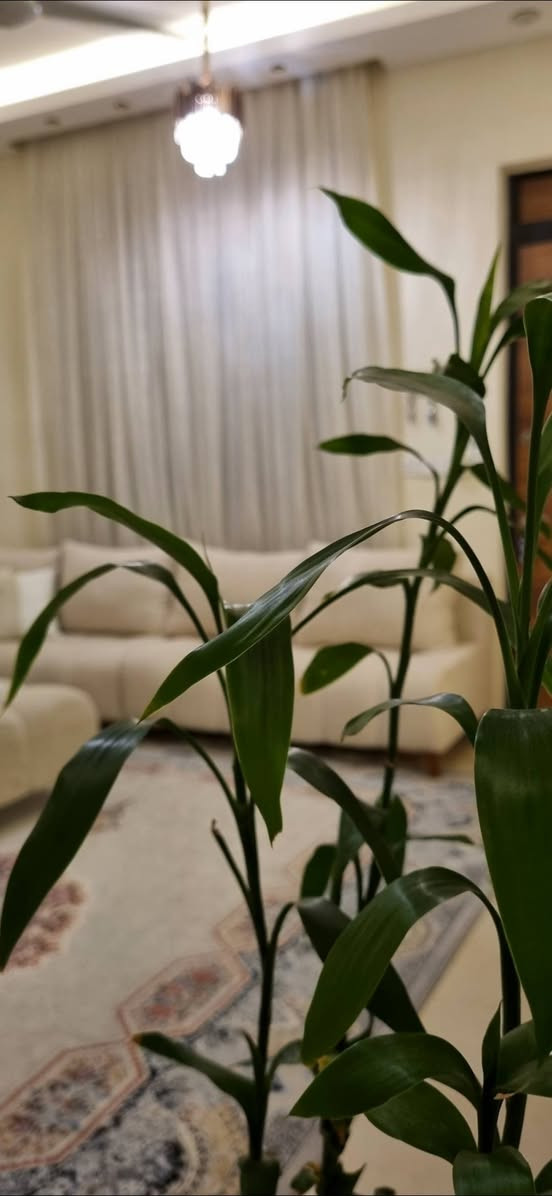 كورنر للبيع كربلاء, العراق


**إذا كنت صاحب هذا الإعلان وتريد حذفه لأي سبب، رجاءا أرسل رسالة إلى الدعم الفني**