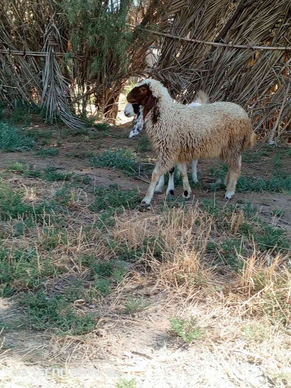 السلام عليكم اخوان متاح جذعه شاميه خط اول وفطيمه يرهمن جني ويرهمن كصابه الي يريدهن يعلق او يتصل ***********

