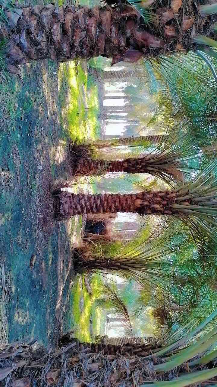 بستان طابو زراعي سند ٢٥ المساحه ١٣٠٠متر يحتوي على اكثر من ٥٠نخله العنوان ناحية الحيره قرية اليشان للاستفسار الاتصال على الرقم ***********
