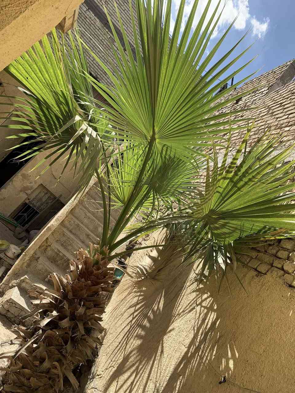 للبيع بغداد مدينه الصدر سعره ب350وبيه مجال قليل تواصل رقم الواتساب فقط ***********
