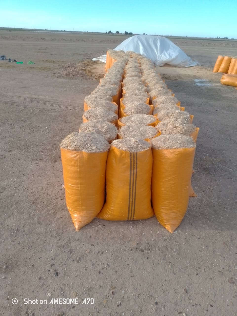 تبن سامراء درجه اوله كيس حجم 60 السعر الزوج 3 ونص مطروح بلمكان بسامراء تصل وتدلل  لستنه الوحيدين لاكن الفضل الكميه محدوده سارع بل حجز تصل عل رقم ***********
