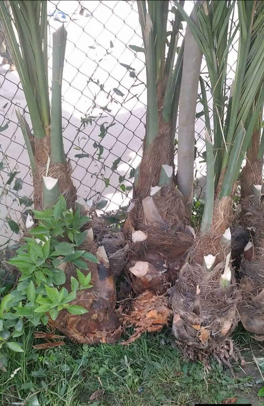 السلام عليكم يوجد الدينا برحي ومجهول وكرنفلي وكافة انواع النخيل لاتصال ع الرقم ***********
