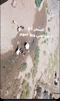 الاسعار بل صور • بلاش