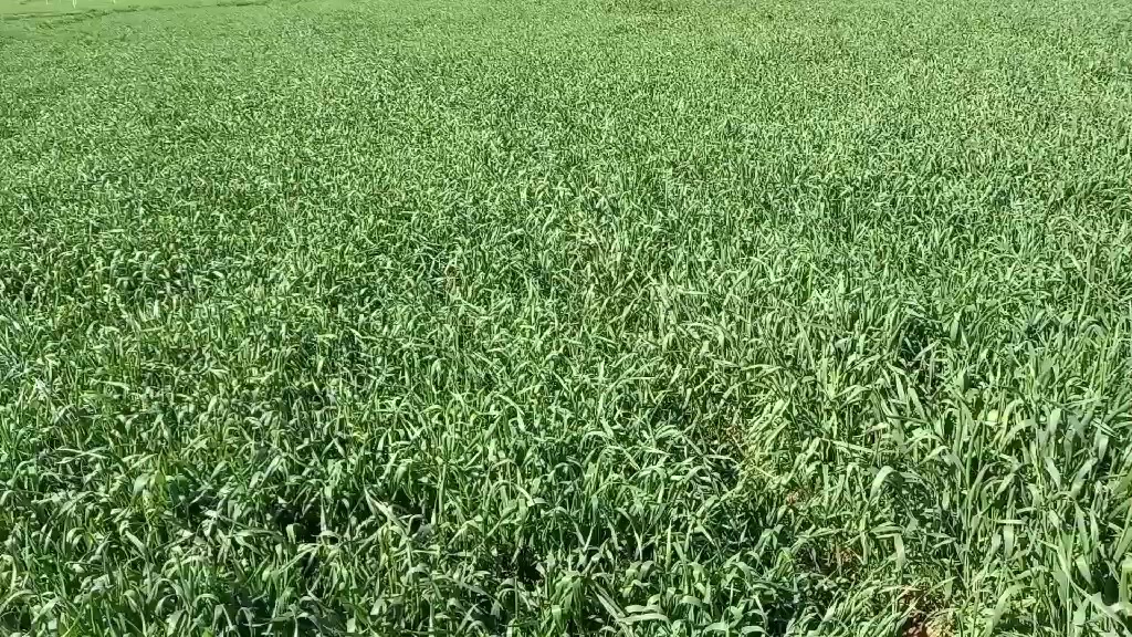 بسم الله ماشاء الله لا قوة إلا بالله العلي العظيم...
بعض الحقول الزراعي المشرفين عليها.  اختيار الأسمدة حسب نوع التربة وعمر النبات ووقت التغذية.
يقلل التكلفة الإقتصادية ويزيد من الإنتاج والنوعية.
ومن الله التوفيق والنجاح 🌹🌹🌹🌹🌹🌹🌹🌹


**إذا كنت صاحب هذا الإعلان وتريد حذفه لأي سبب، رجاءا أرسل رسالة إلى الدعم الفني**