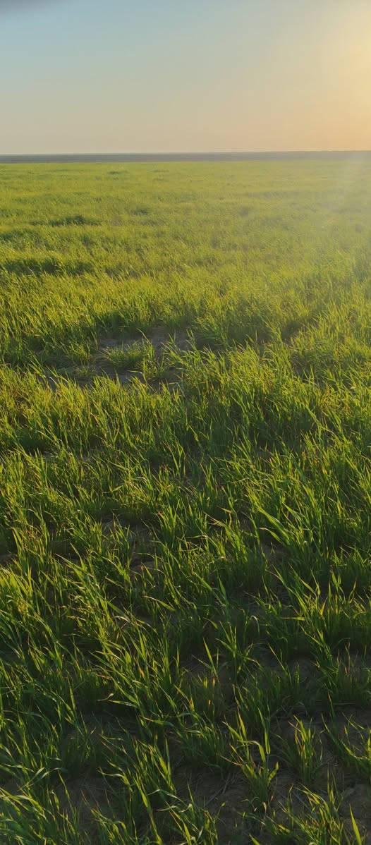 شروه للبيع مكان كميت قرب نصف الشهيد المساحه 160زرع مسكي للاستفسار الاتصال على الرقم ***********او مراسله الصفحه
