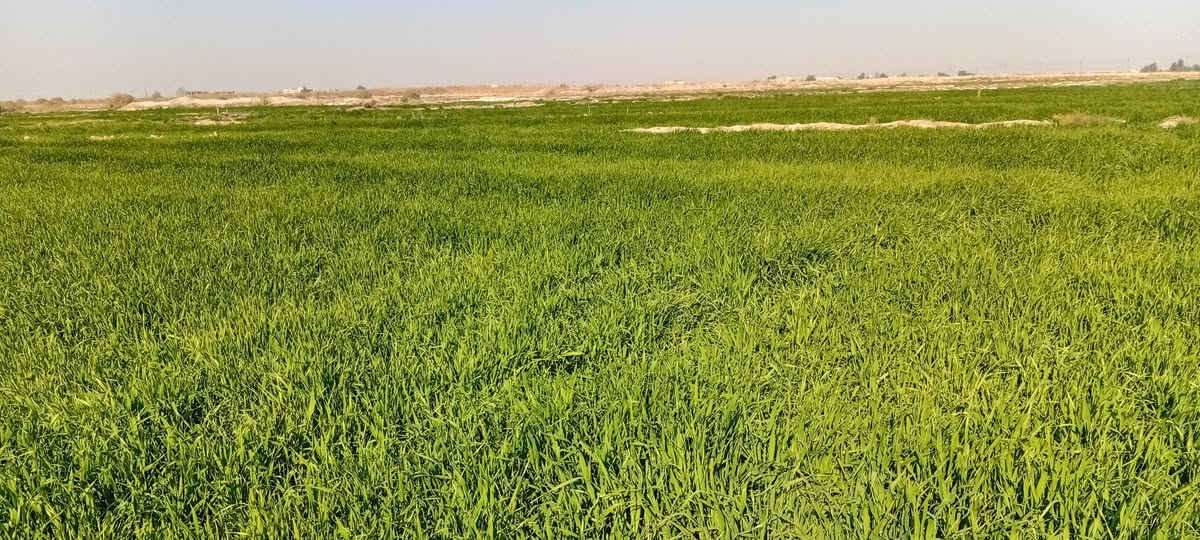 يوجد عدنه زرع للبيع ١٧ مشاره حش و١٠رتع في الهلال منطقة الشوجة
***********
