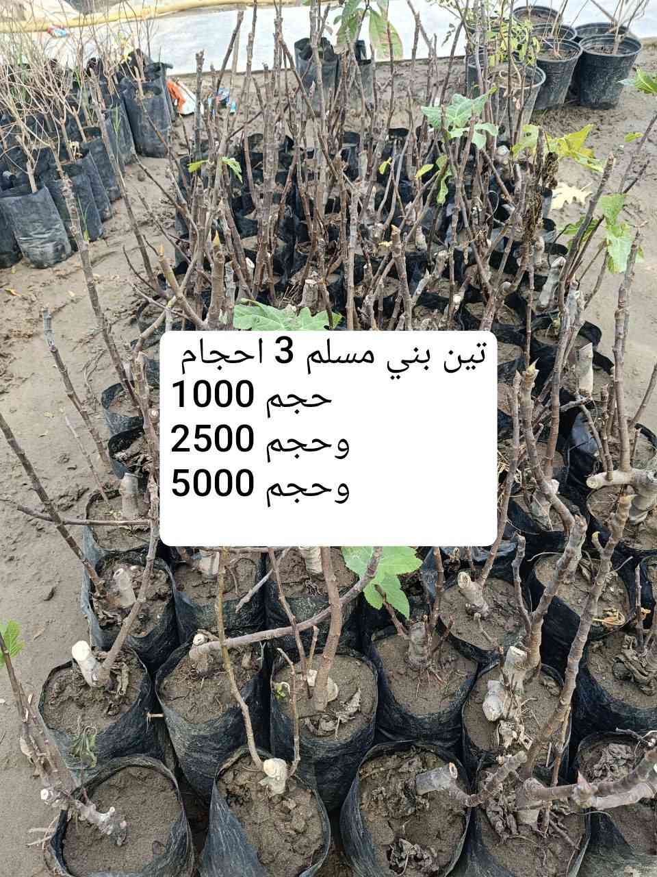 السلام عليكم .🌹🌹🌹
 الربيع بدءٓ يطل علينا ..ونترقب رؤية جمال الازهار ..
توفرت لدينا تشكيلة من الورود ونباتات الزينه والمثمره 🌷🌷
ومستلزمات زراعيه ..ومنشطات زراعيه..التفاصيل مع الصور
العنوان / الناصريه .قلعة سكر / مدخل الحي العسكري من اتجاه الحي الصناعي.. واتساب 
***********
***********
