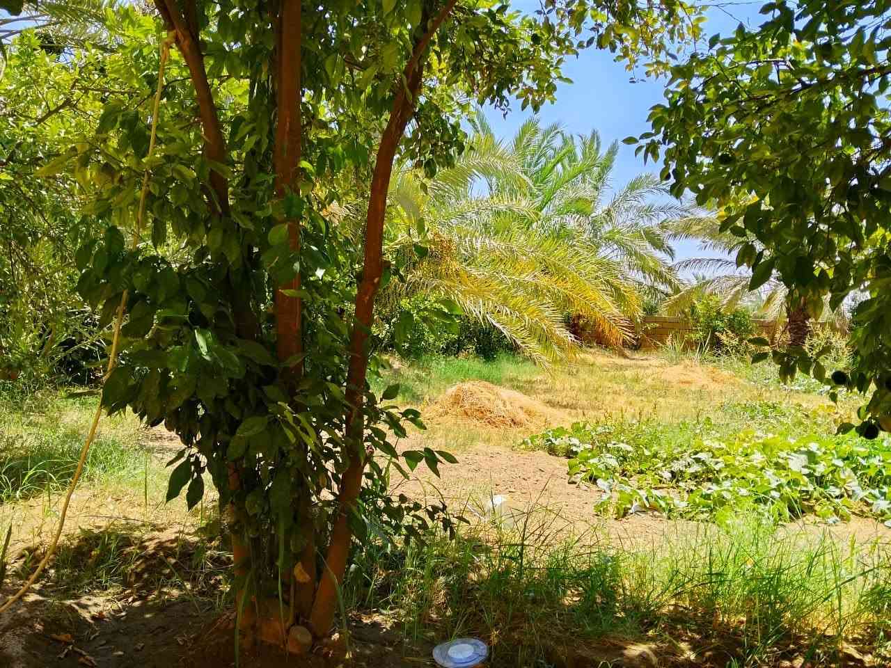 السلام عليكم بستان للبيع 5 دونم طابو مع دار سكن مساحة واسعة نص دونم ماء اساله ومي قطاس كهرباء خير من الله كلشي جاهز اديالى منصورية الجبل قريب على دلي عباس ومنصورية الجبل البستان مسيج كامل يسقي سيح بي نخل الوان ***********
سعر 135 مليون
