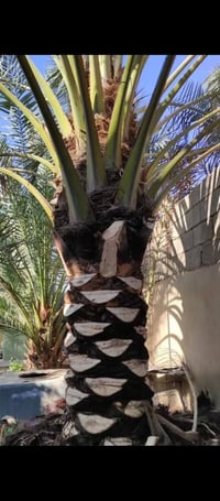 تكريب النخل • غرس للبيع • منشار تقطيع النخل