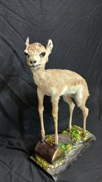 غزال تحنيط درجة أولى حجم صغير شغل درجة أولى للحجز والاستفسار خاص او ال...