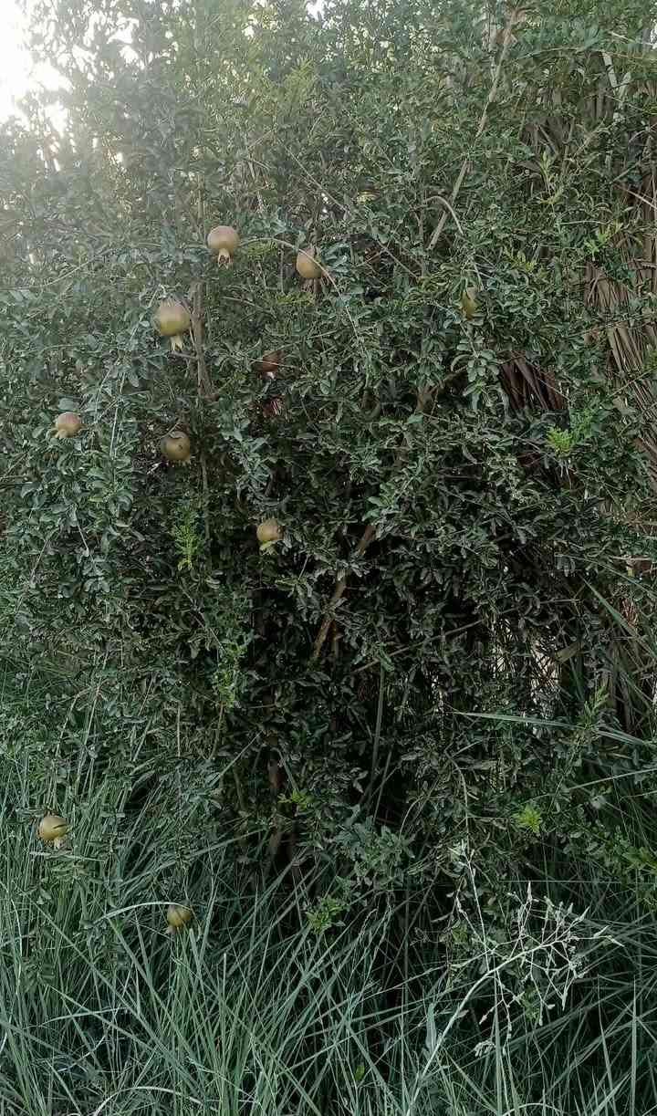 ياالله السلام عليكم مزروعة كافة الفواكة وكافة الخدمات كهرباء تبليط انارة شارع مدارس ماء اسالة ماء نهر ماء بئر فواكة مثمرة مزروعة جت نخل ٧ اشكال مثمر العنوان بغداد المعامل الحسينية منطقة السعادة حي الكرار السعر عند الاتصال بالرقم ***********
