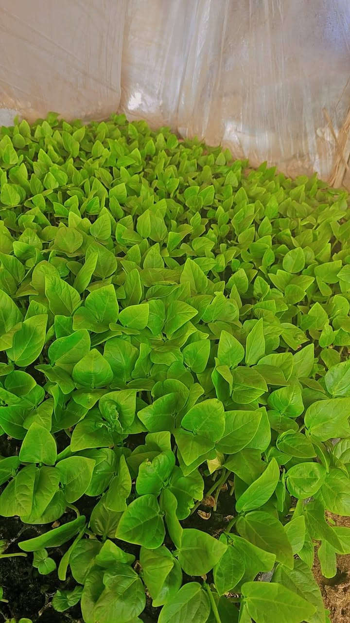 فلين لوبيا للبيع***********
