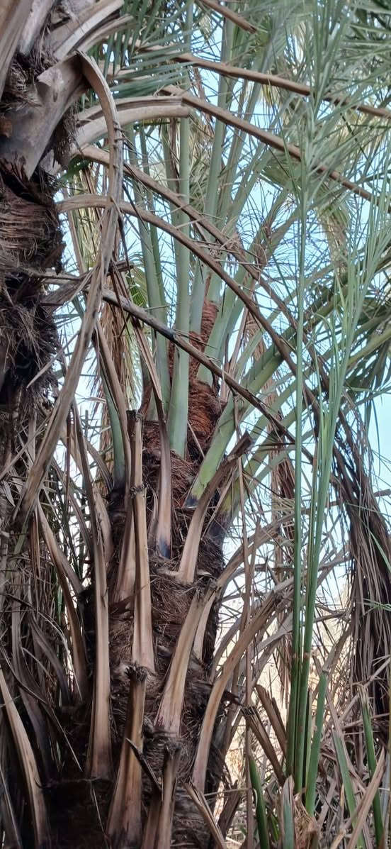 السلام عليكم ورحمة الله يوجد لدينا فسائل خضراوي العدد 2 فسائل خشنات كما موضح في الصورة للتواصل الاتصال على الارقام التالية ***********
***********
