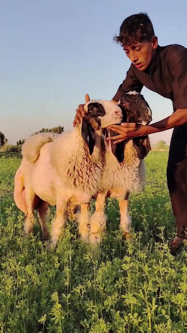 فطايم درجه اولى واحد عله واحد وينهم العشاكه العمر (7)اشهر فول مواصفات بدون نقاش من امهات فاخرات وكل الهلاه بجنايت الأصيل المكان واسط قضاء النعمانيه الاتصال على الرقم للبيع الشراي يتصل ويدلل
***********
***********
