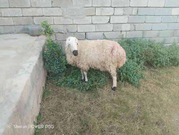 يوجد ورجينه للبيع شرط النصاحة المكان بيجي حي العصري رقم الهاتف ***********
***********
