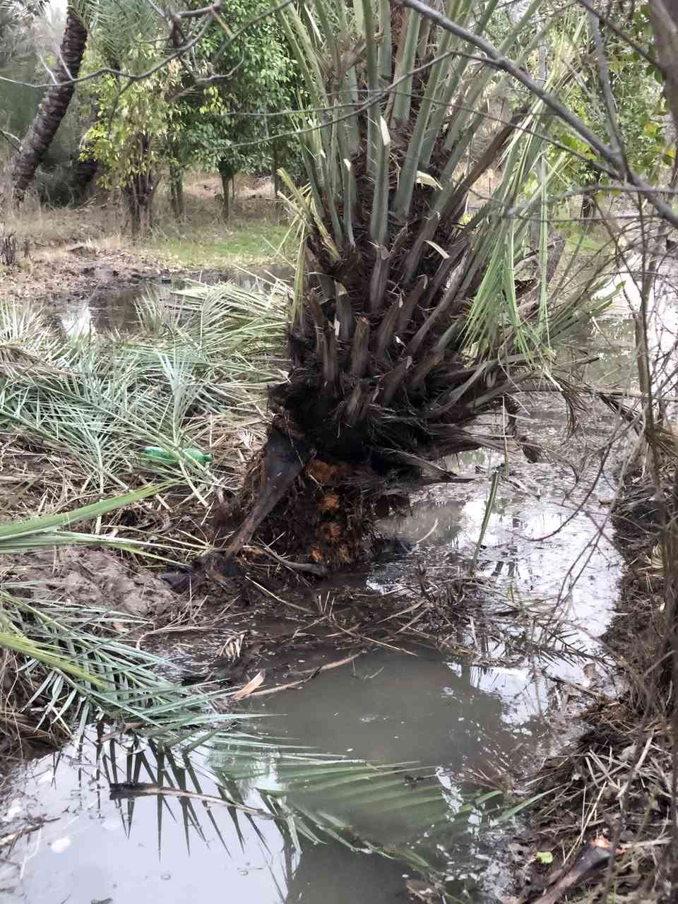 سلام عليكم فسائل زهدي للبيع درجه اولى احجام وسط ودبة غاز مشلوع وكامل شكد متريد اجهزلك سعر الوحده4الاف 
رقمي ***********
