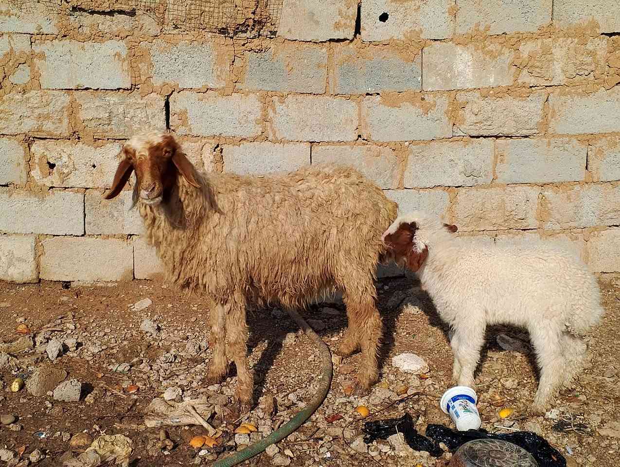 نعجه ورها طلي حليبها خير من الله ***********
