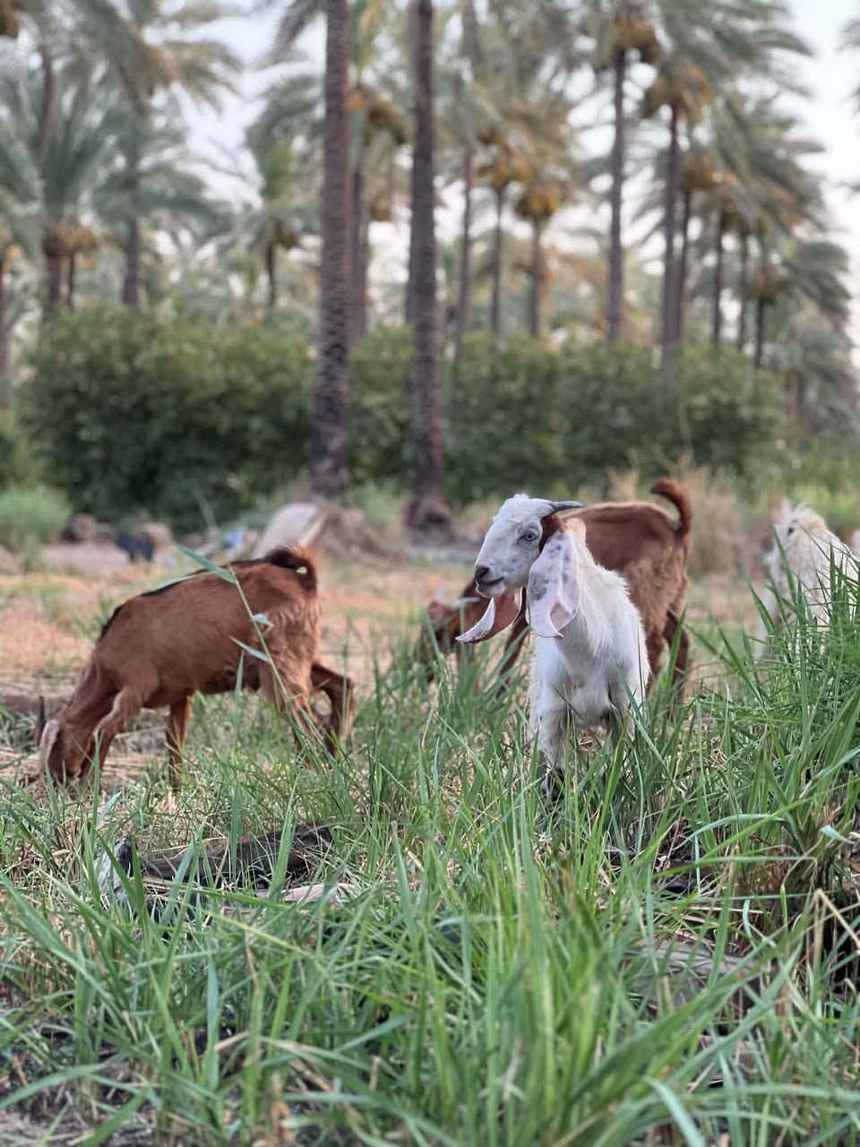 السلام عليكم.. تابع المنشور للاخير
كشاتير عدد ثمانية ٨ كلهن فحلة للرباطة والجناية كلهن ناصحات  ومرتبات بيهم يرهمن افحل للحلال نوعياتهن ممتازة بيهن افغانيات وبكريات وعارضي
 س ع ر الزوج ٣٥٠ الف وبيهن مجال بسيط المكان بغداد الطارمية قرية الشيخ حمد قرب جامع ال البيت أو الاتصال على الارقام ***********// *********** ابوموسى
 الأفضل الاتصال كون يتعذر الاتصال بالانترنت
