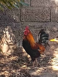 1شمسي  1كويتي  2بيظ صافي  1شوكي كلمن وسعره مكاني تاجي مقابيل من شئت نص...