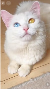 بزونه للبيع أليفه مال زينه الشراي يتصل عله هاذه الرقم07777605430