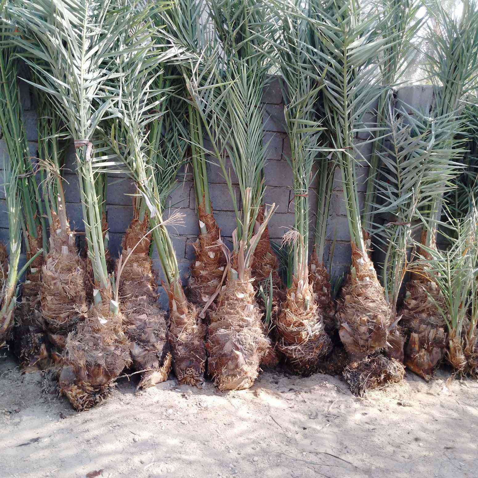 بيع اصناف النخيل النادره


**إذا كنت صاحب هذا الإعلان وتريد حذفه لأي سبب، رجاءا أرسل رسالة إلى الدعم الفني**