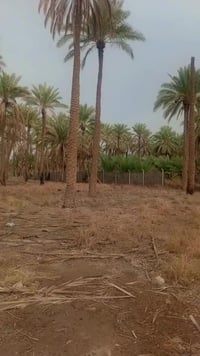 الحلة الورديّة • ٢ دونم • طابو زراعي