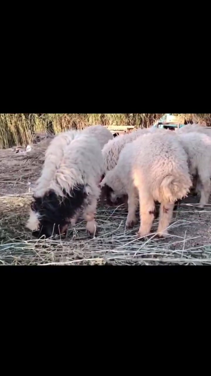 خروف عیراقي وماعز للبیع ای سوال او استفسار ع هاي رقم‏‪***********‬‏
