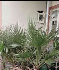 سلام علیکم  12 داری خورمای واشنتۆنیم هەیە بۆ فڕۆشتن هەرکێ خوازیارە تێڵ...