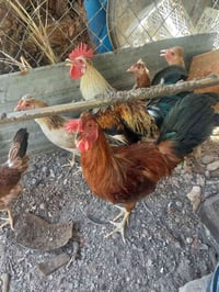 ديك عرب • دجاجة هراتية • الخالدية