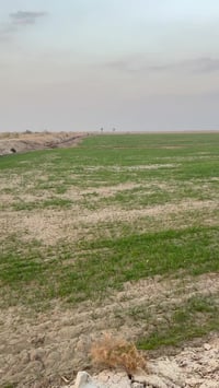 ارض زراعيه للبيع سند 24 المساحة 150 دونم تبعد عن الكهرباء والشارع 100 ...