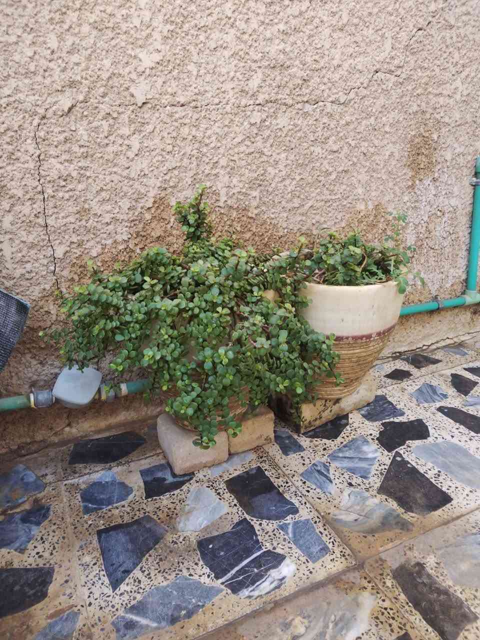 سنك تزكام كلش قوي وثخين ب٨٠ قفل
٣سنادين كبار فخار ب٣٠ قفل كربلاء, العراق


**إذا كنت صاحب هذا الإعلان وتريد حذفه لأي سبب، رجاءا أرسل رسالة إلى الدعم الفني**