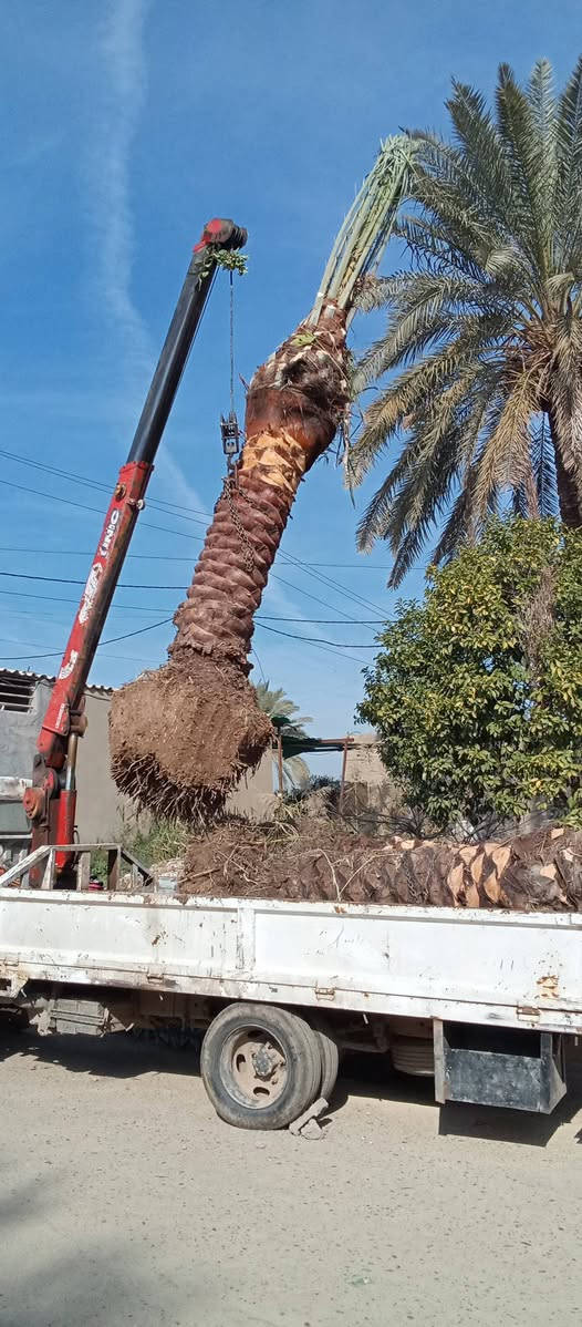 ياالله السلام عليكم
تتوفر جميع الإمايات ارتفاع من متر 
واكبر حسب الطلب اليرقب بشراء 
عنوان واسط الصويره ***********//***********
