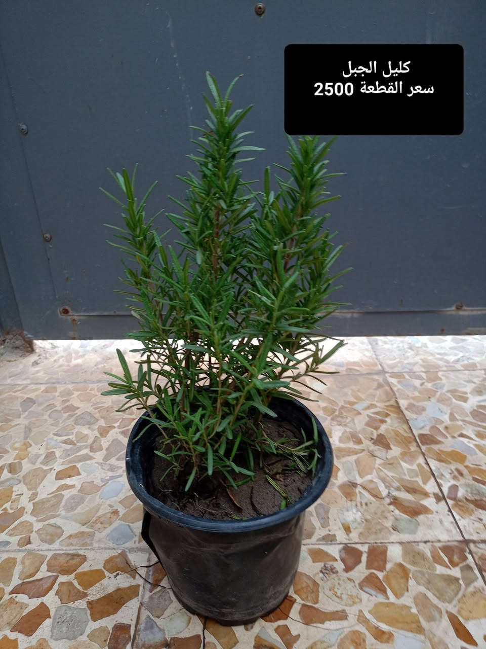 بسم الله الرحمن الرحيم
توفرت لدينا نباتات الضلية والخارجية وباسعار مناسبة 
العنوان موصل حي السماح الثانيه قرب مدرسة الأمام الزهري 
يوجد لدينا توصيل أيمن أربعة أيسر ثلاثة المناطق البعيدة خمسة 
للمزيد من المعلومات و التفاصيل التواصل على الخاص


**إذا كنت صاحب هذا الإعلان وتريد حذفه لأي سبب، رجاءا أرسل رسالة إلى الدعم الفني**